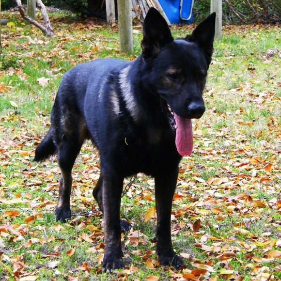 Meet your Posher, Sherrie - Picture 1 of 1